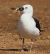 1cy fuscus in August, ringed in Finland. (81365 bytes)